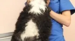 Prečo nemôžete nosiť mačku alebo mačku pre korok